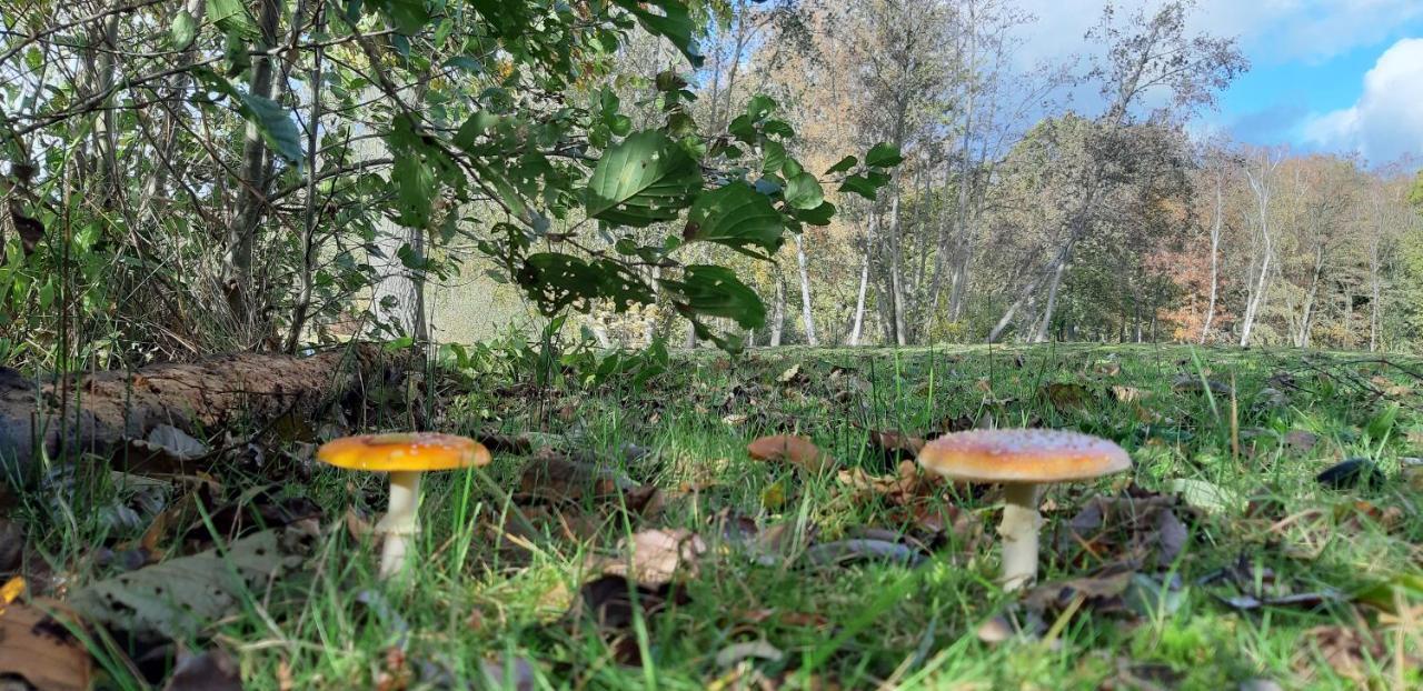 Zonnige Vrijstaande Bungalow In Prachtige Omgeving! Rekem Dış mekan fotoğraf